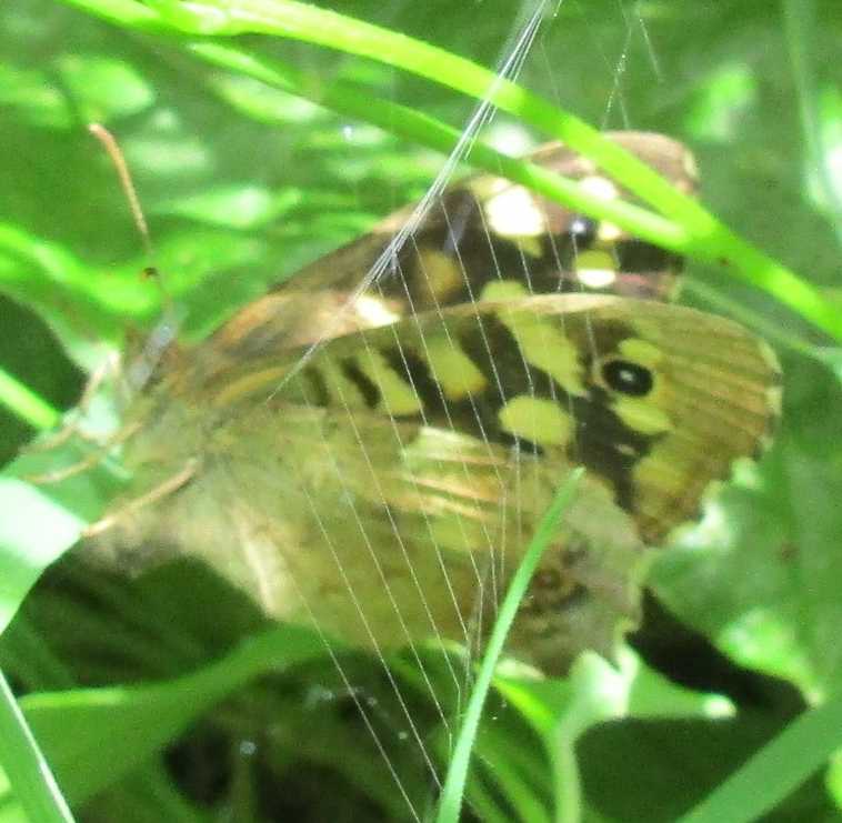 Triangle spider's web.