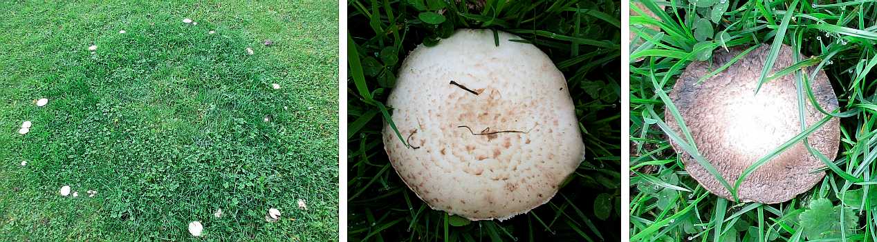 Fairy ring.