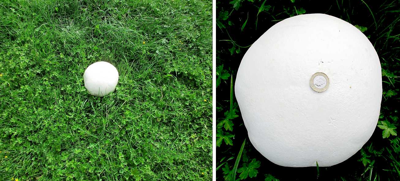 Young giant puffball.