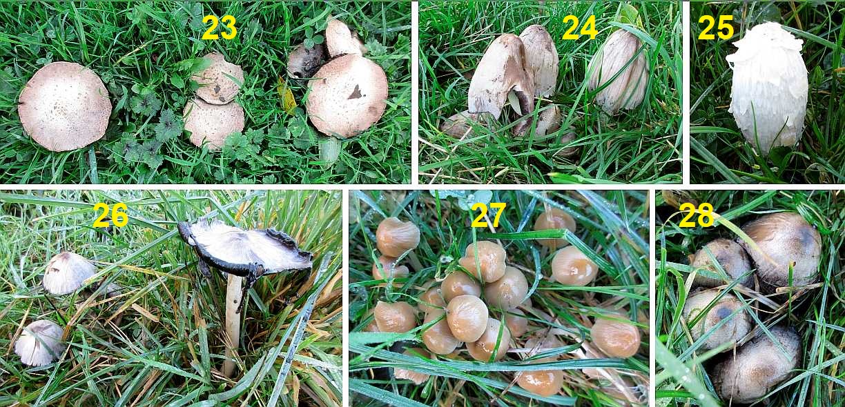 Fungi in pasture in November.
