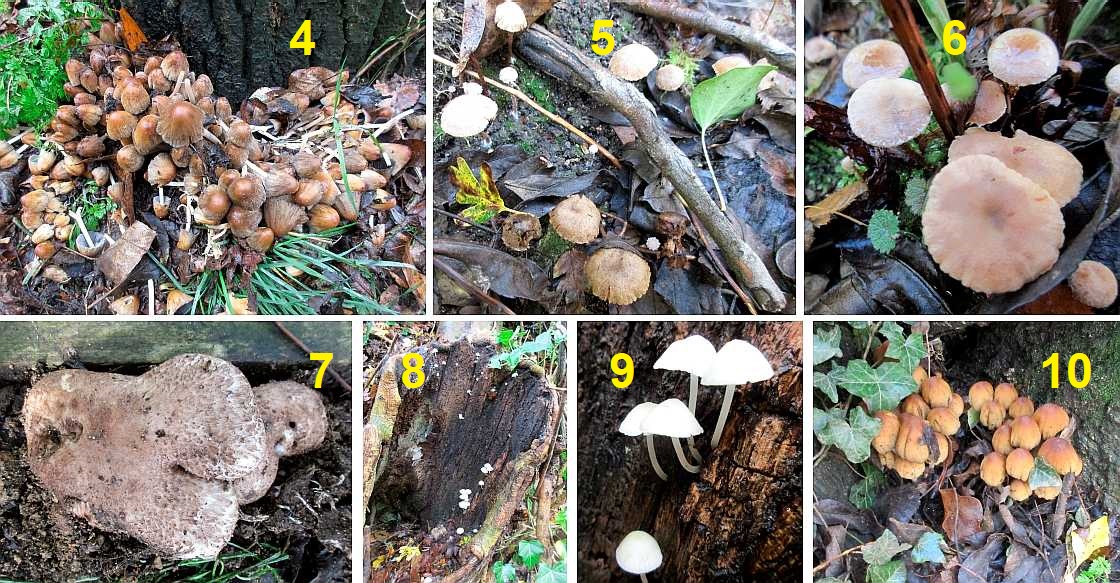 Fungi in woodland on November.