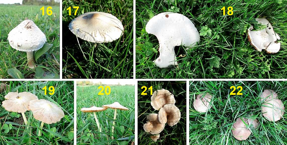 Fungi in pasture in October.