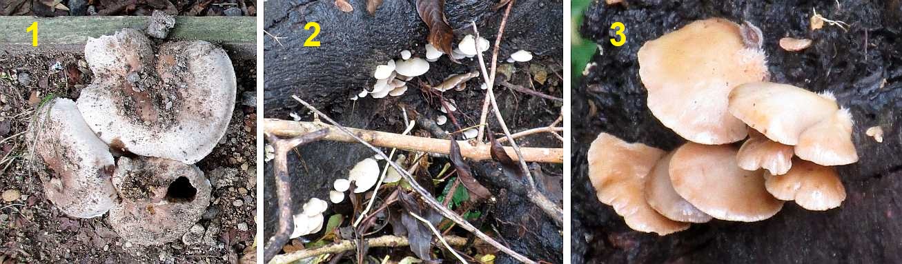 Fungi in woodland in October.