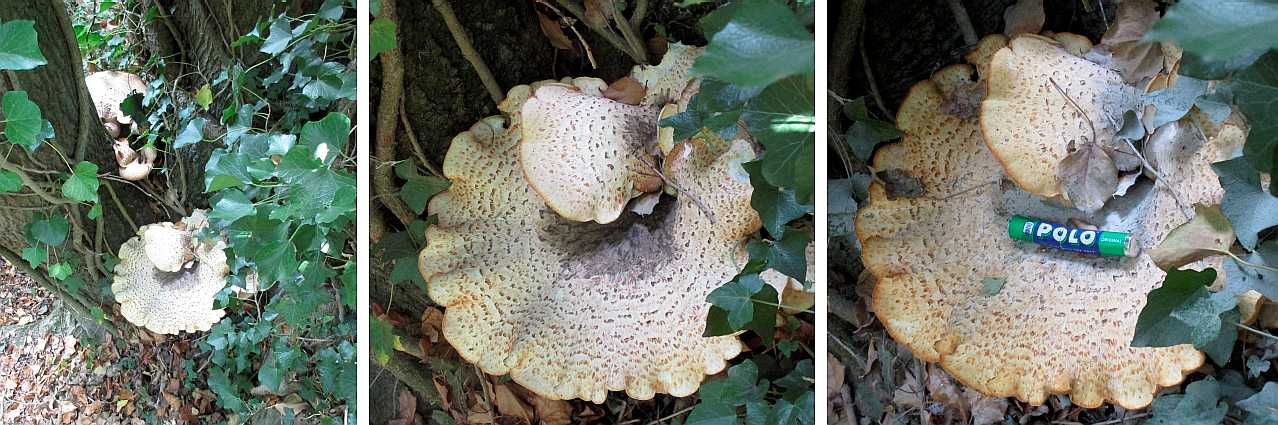 Dryad's saddle.