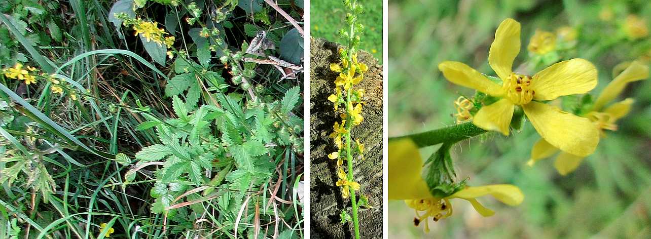 Agrimony.