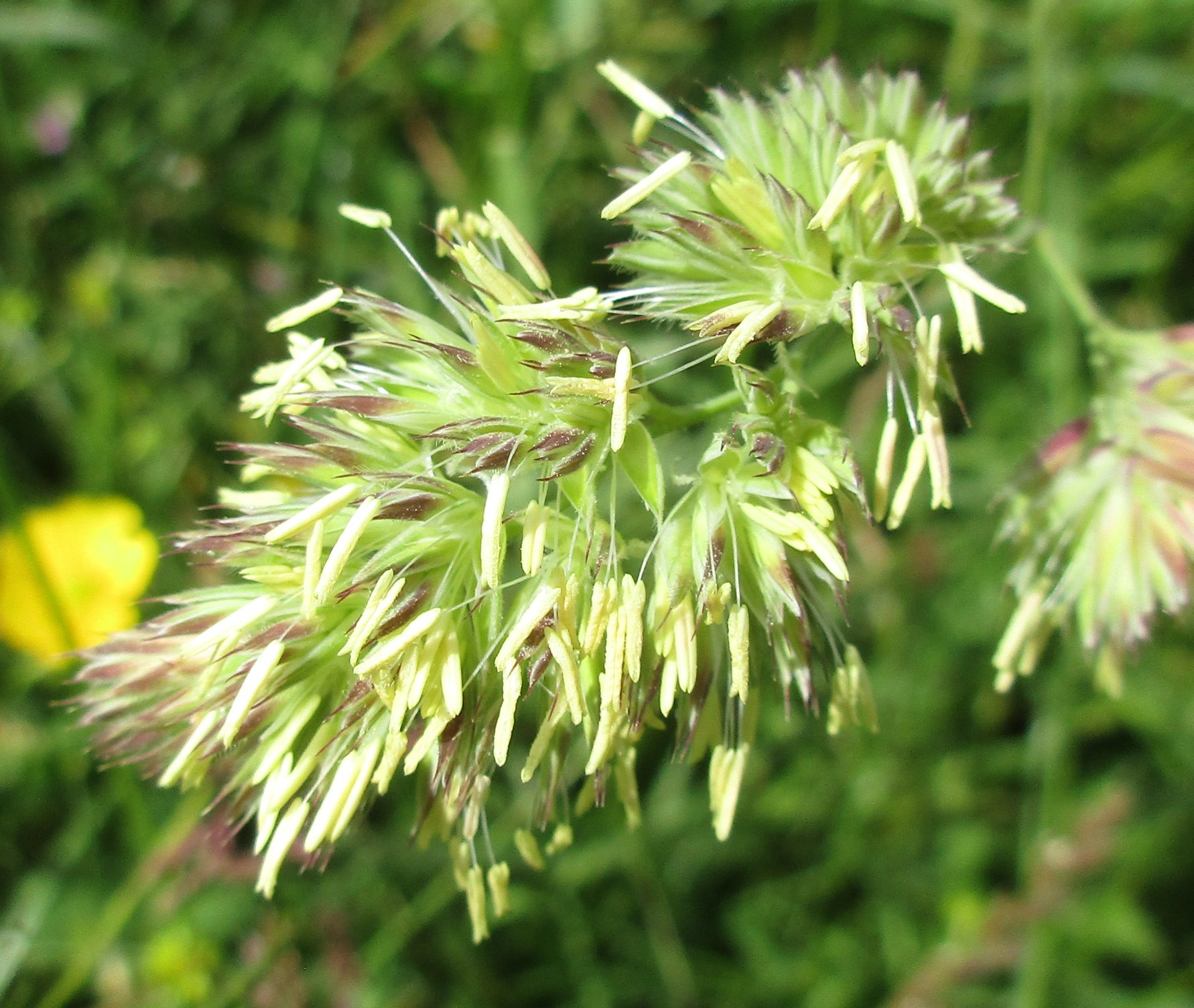 Cocksfoot anthers.