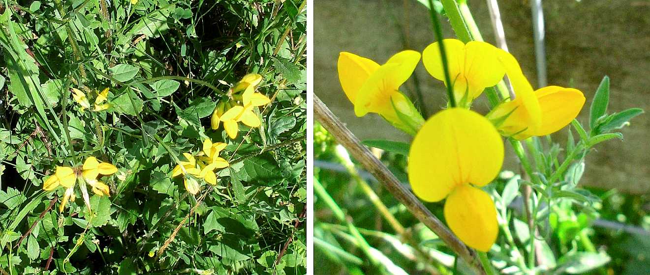 Bird's-foot trefoil.