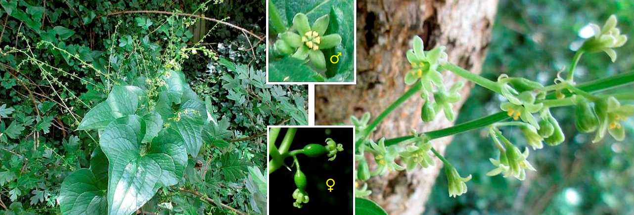 Black bryony.