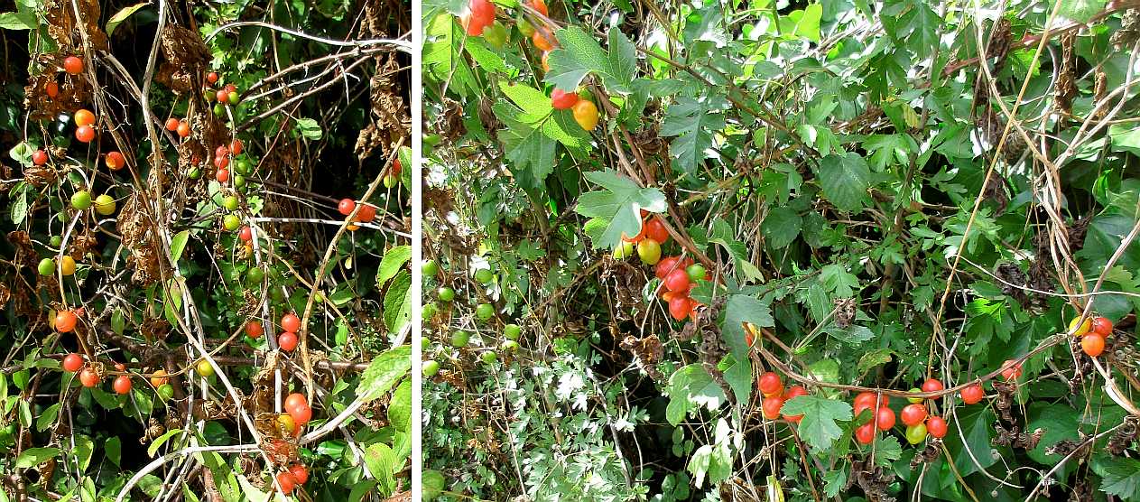 Black bryony fruits.
