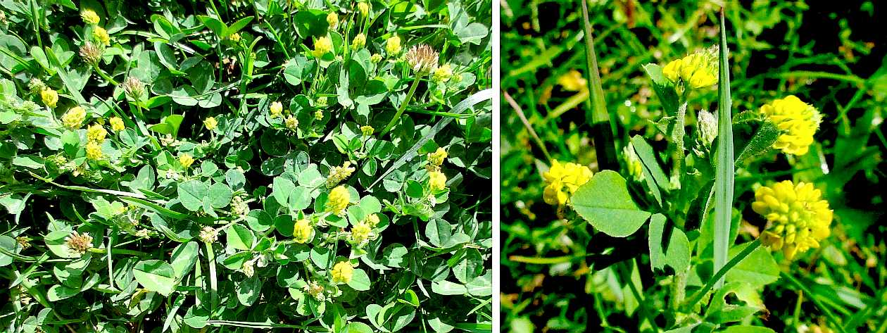 Black medick.