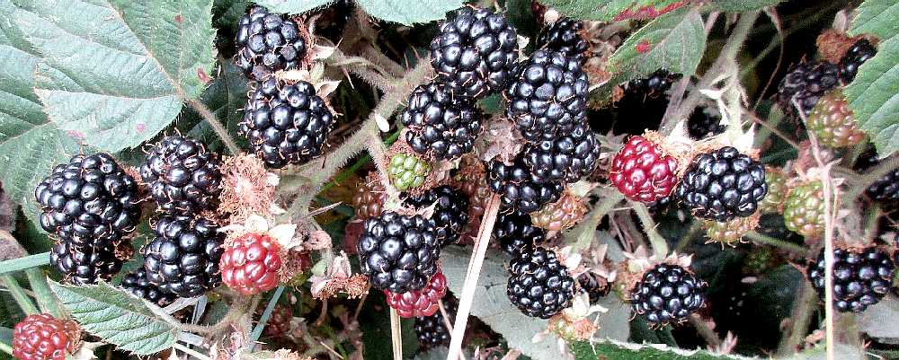Blackberry.