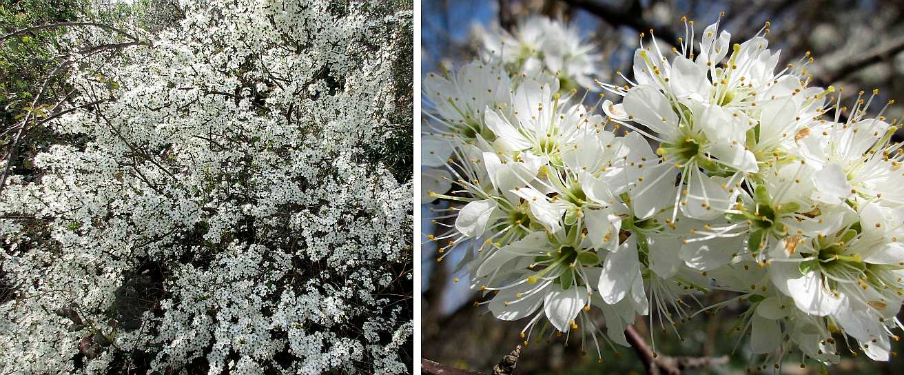 Blackthorn.