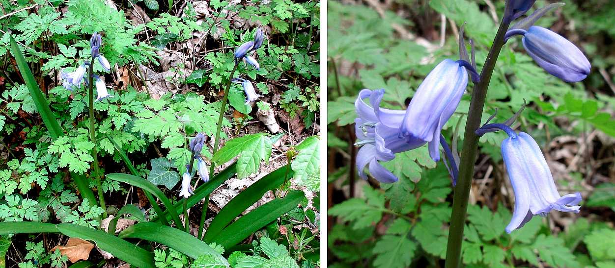 Bluebell.