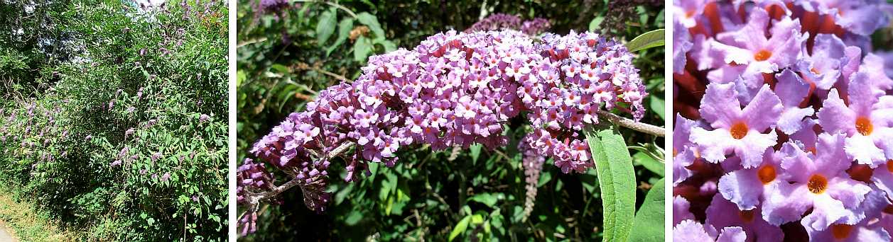 Buddleia.