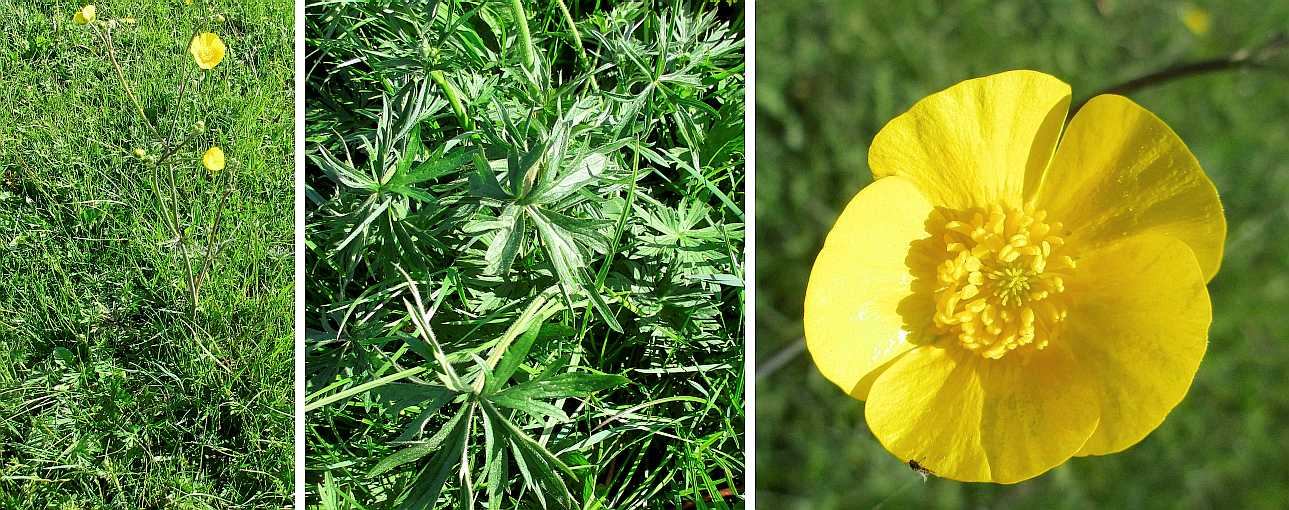 Meadow buttercup.
