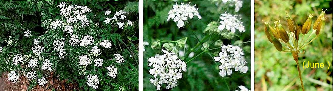 Cow parsley.