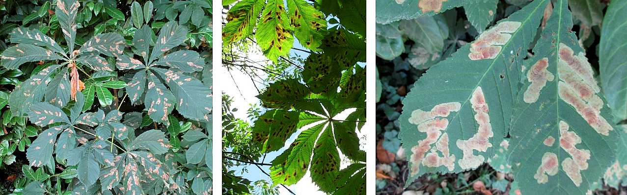 Cameraria ohridella infestation on horse chestnut.