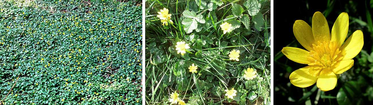 Lesser celandine.