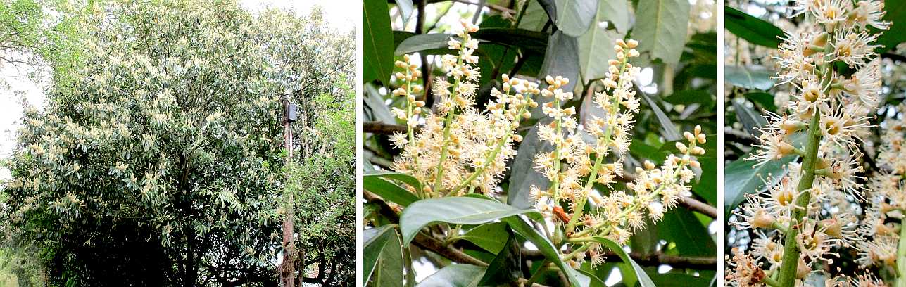 Cherry laurel tree.