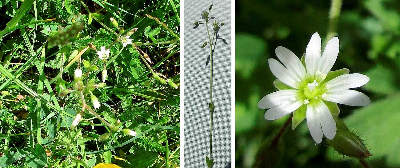Chickweed.