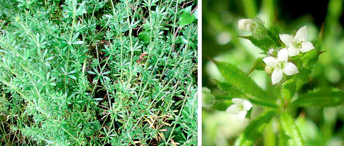 Cleavers, goosegrass.