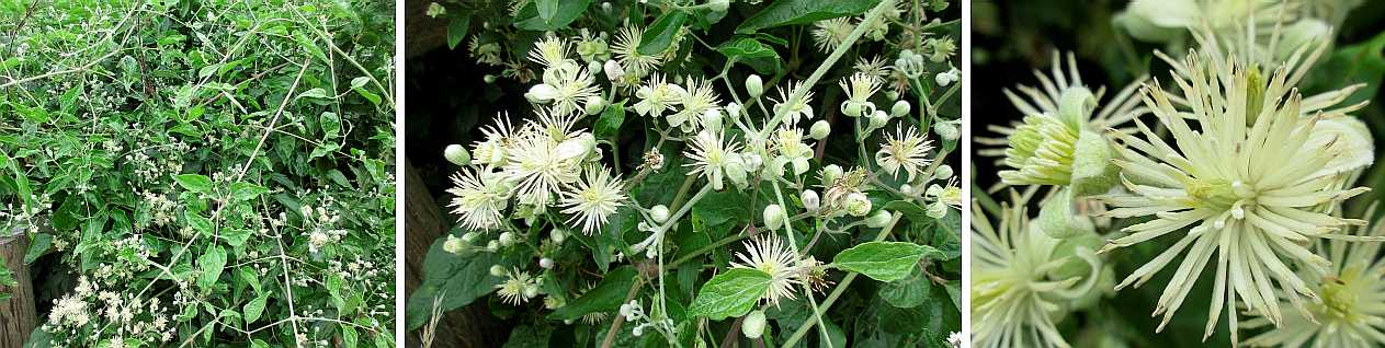 Traveller's joy, old man's beard, clematis.