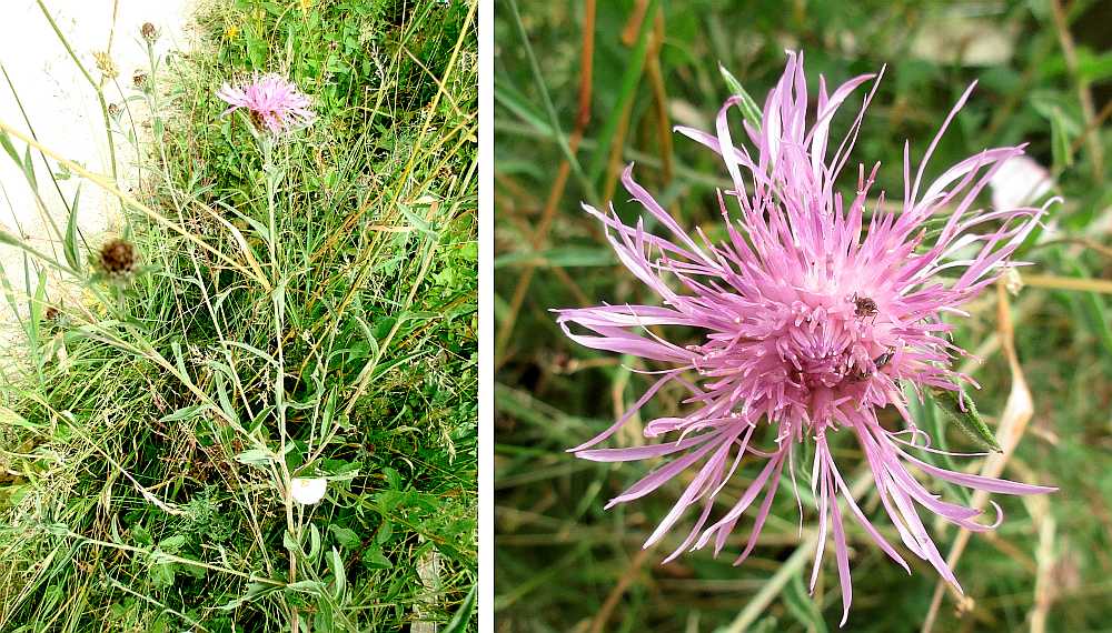 (Common) Knapweed.