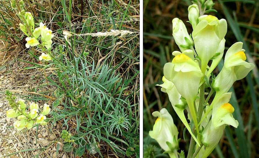 Common toadflax.