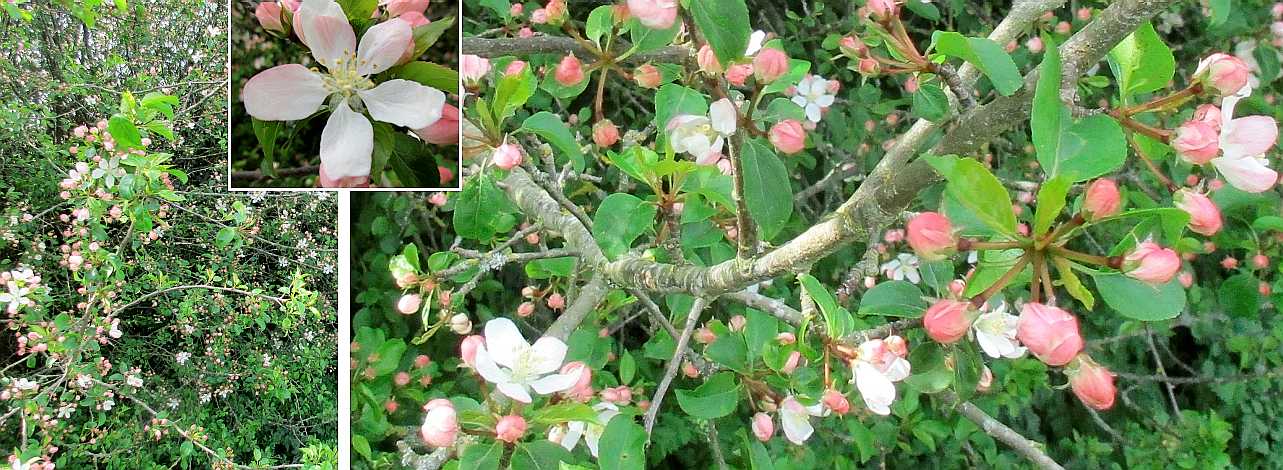 Crab apple in flower.