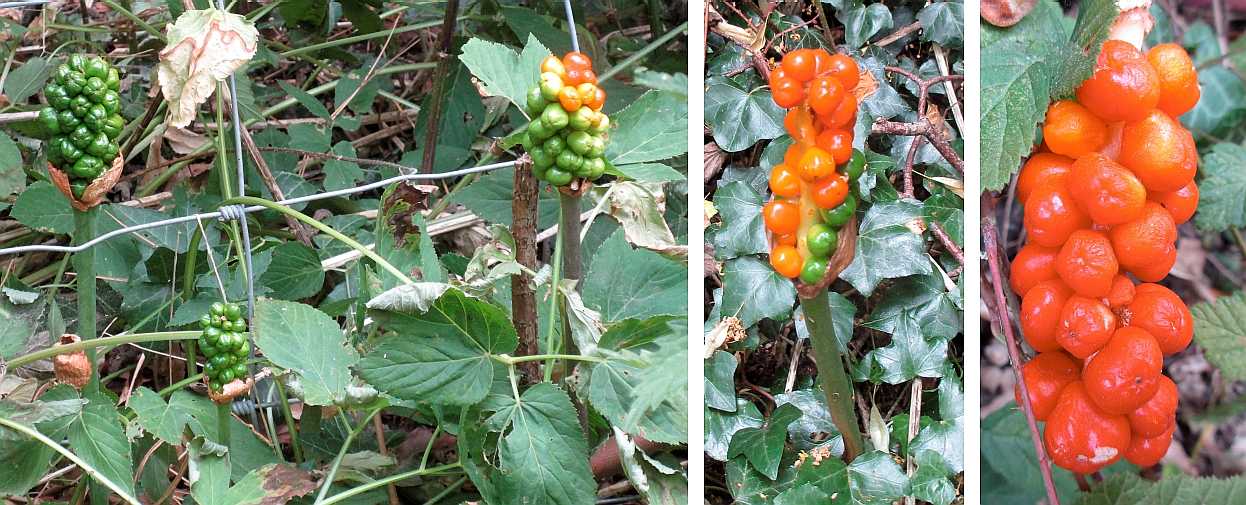 Berries of cuckoo pint.