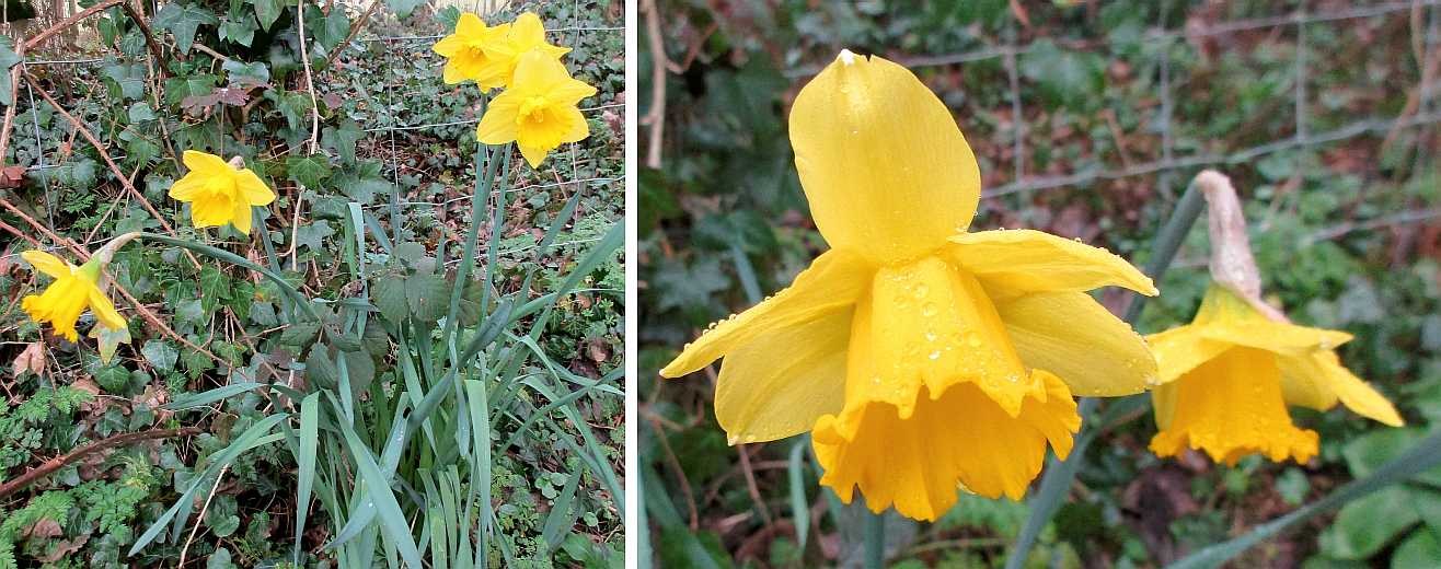 Daffodils.