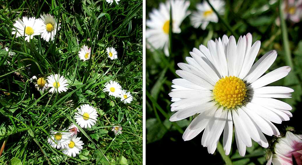 Daisy.