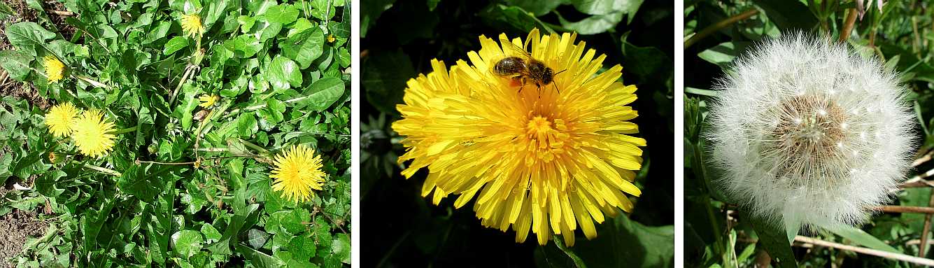 Dandelion.