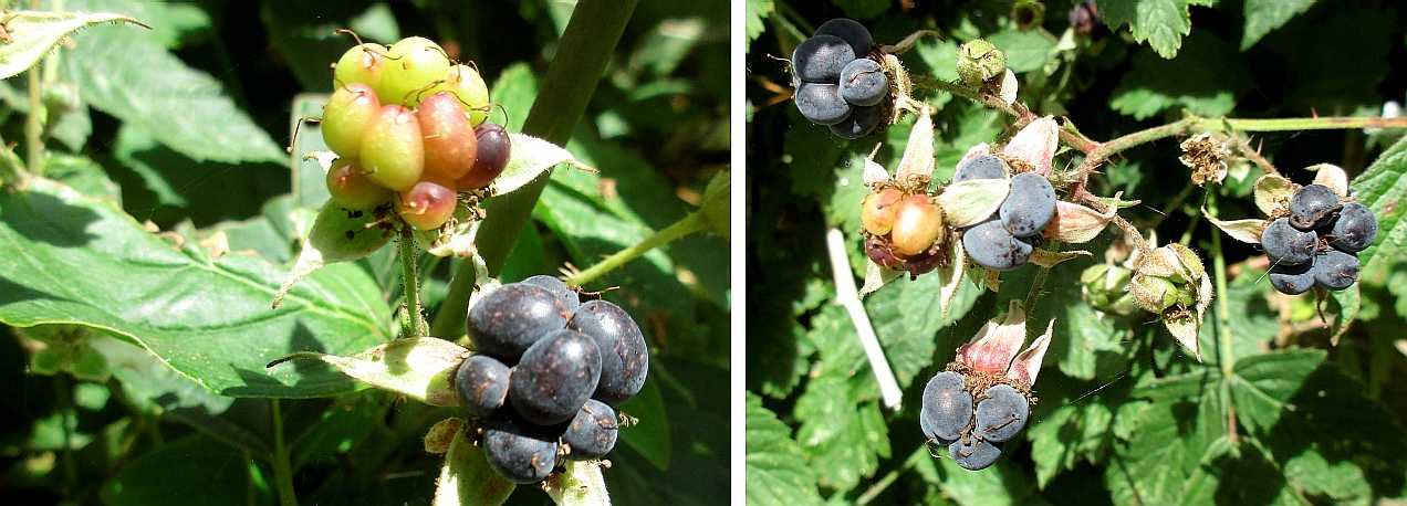 Dewberry.