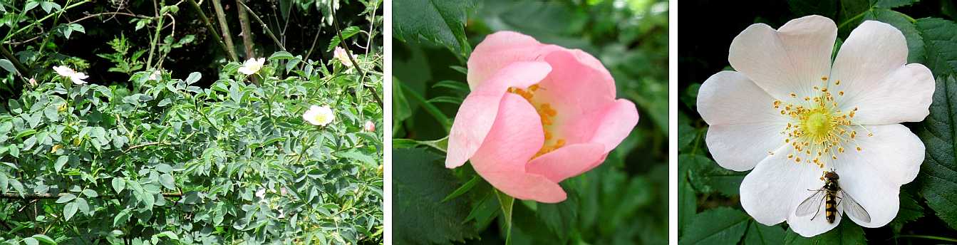 Dog rose.