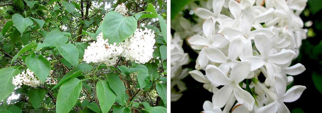 Dogwood.
