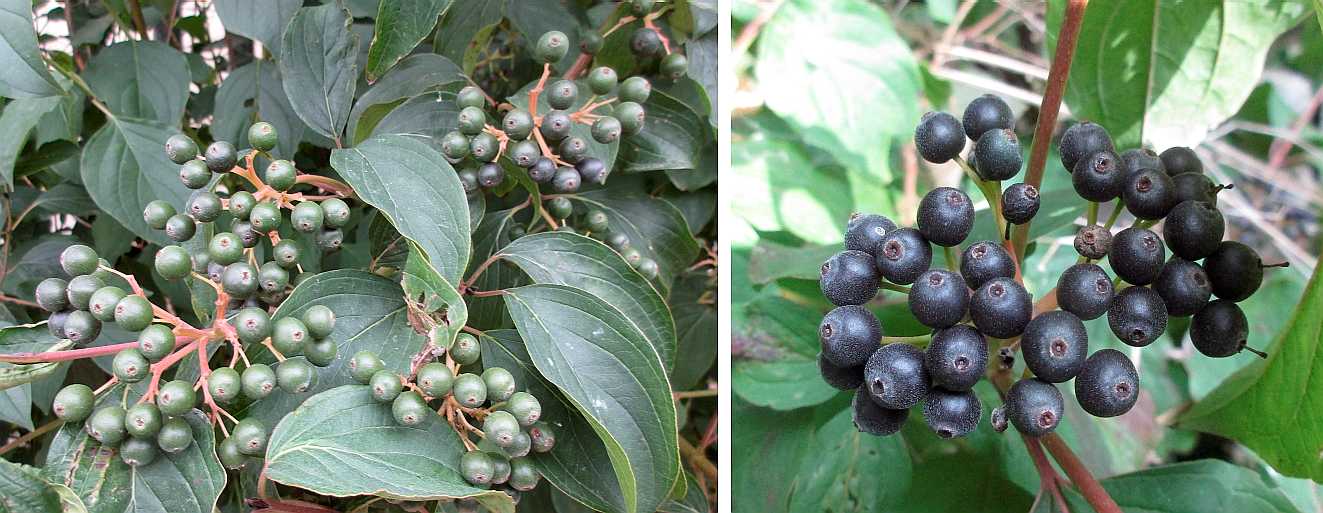 Dogwood berries.