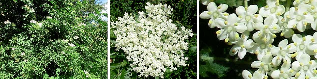 Elder.