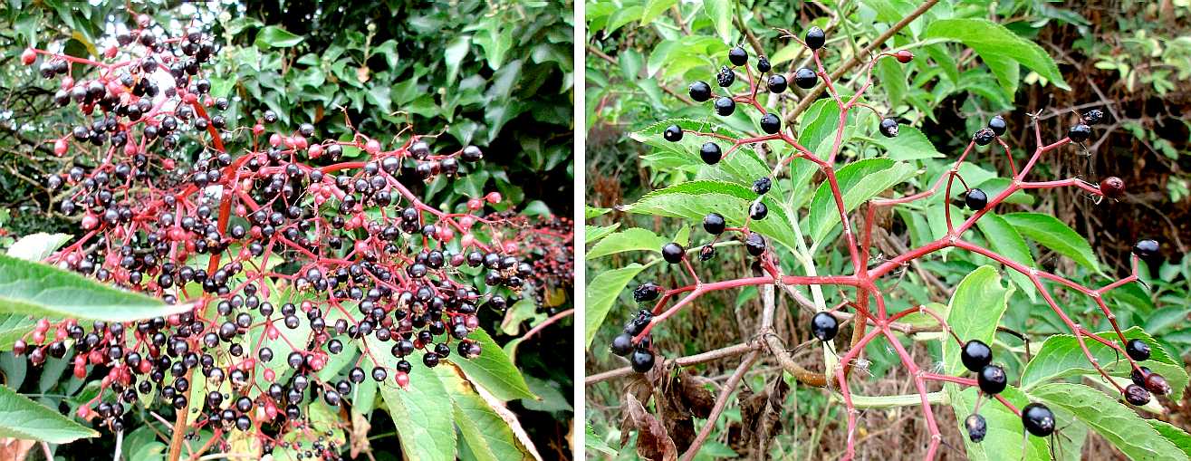 Elderberries.