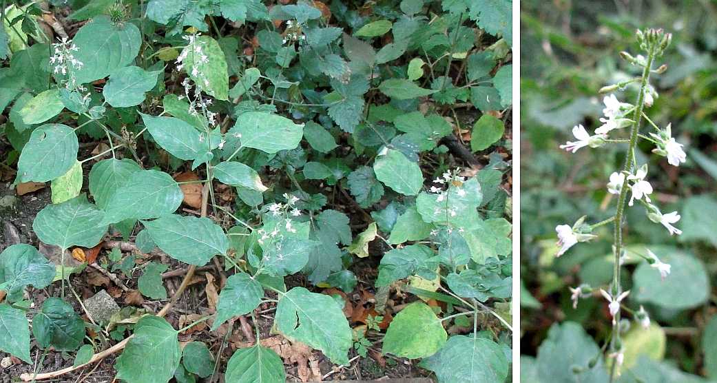Enchanter's nightshade.