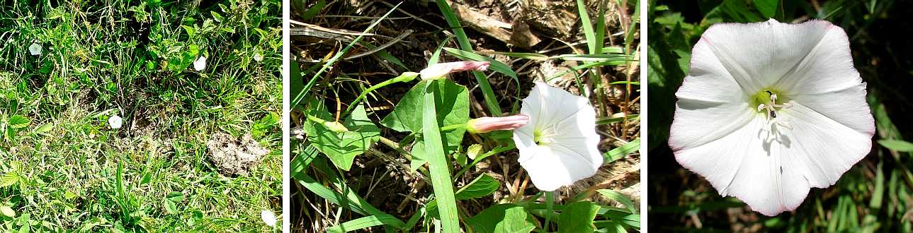 Field bindweed.