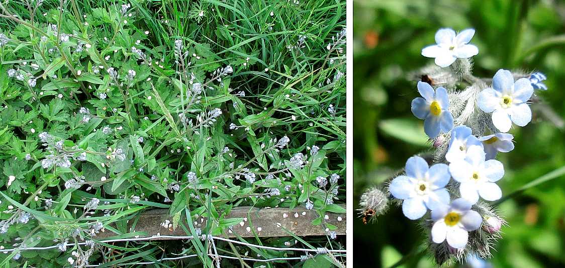 Forget-me-not.