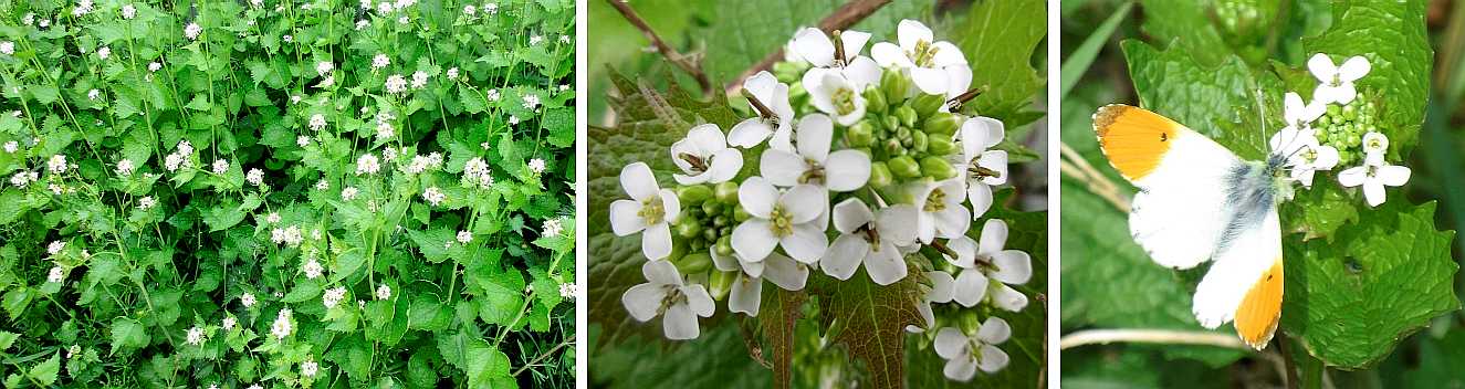 Garlic mustard.