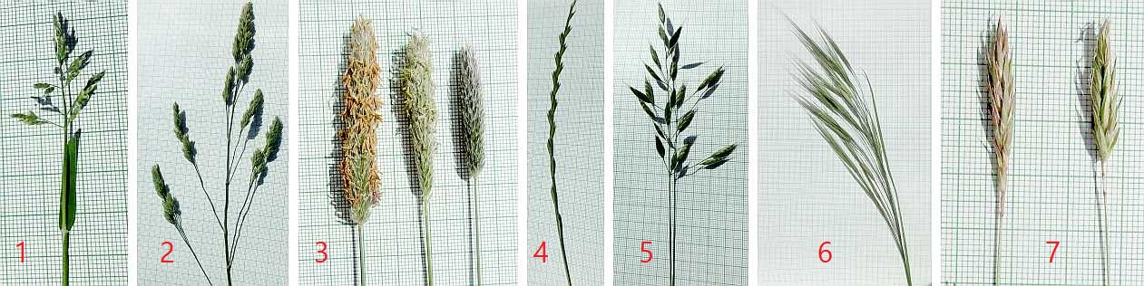 Maytime grasses.