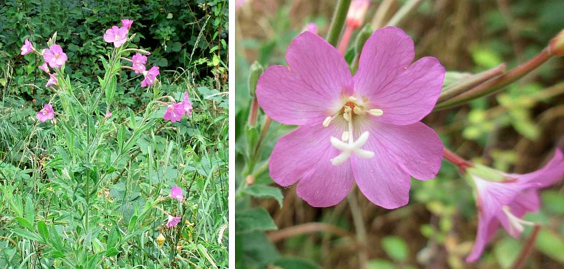 Great willowherb.