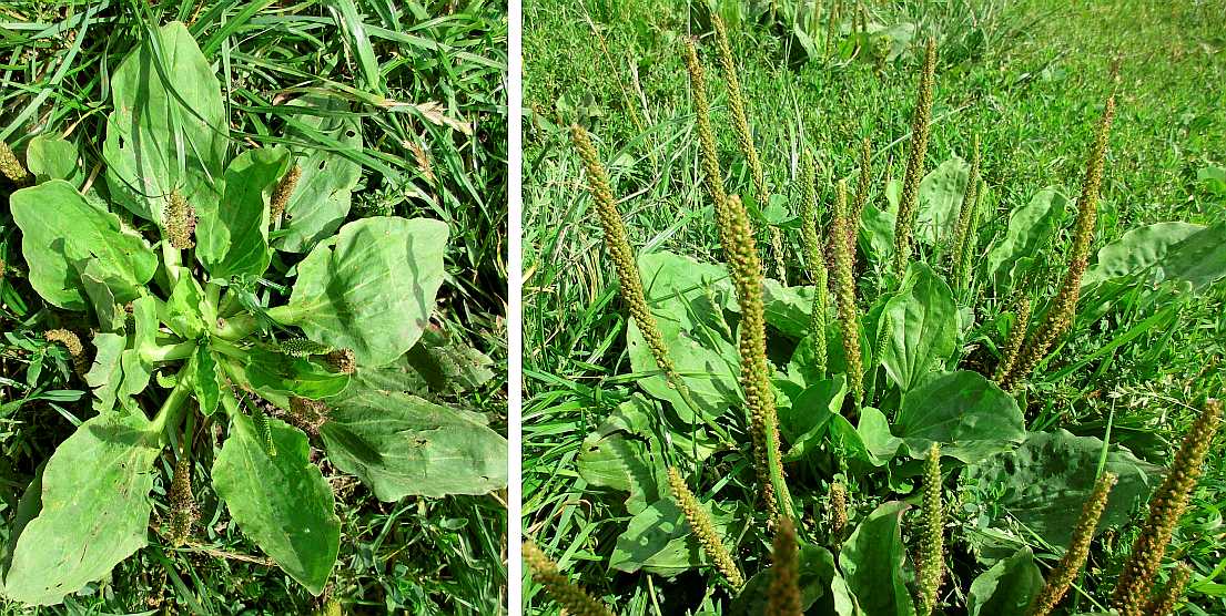 Greater plantain.