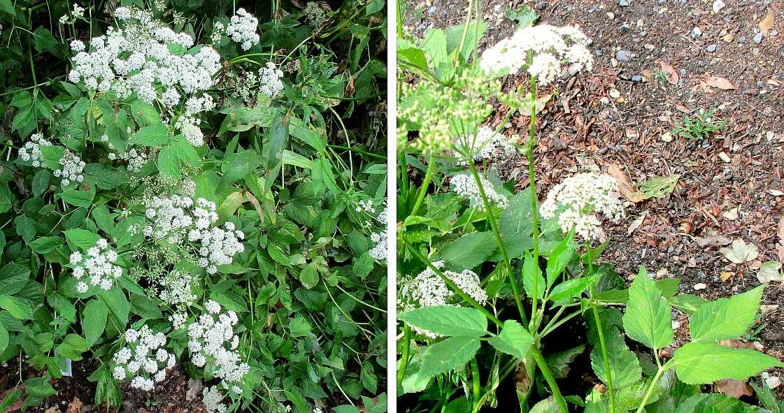 Ground elder.