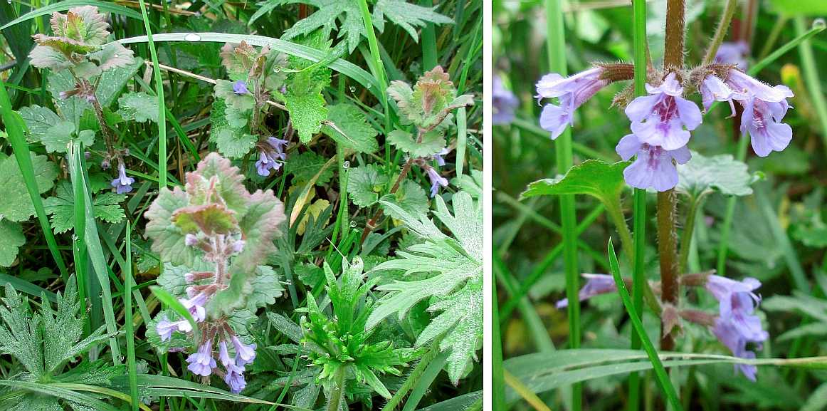 Ground ivy.