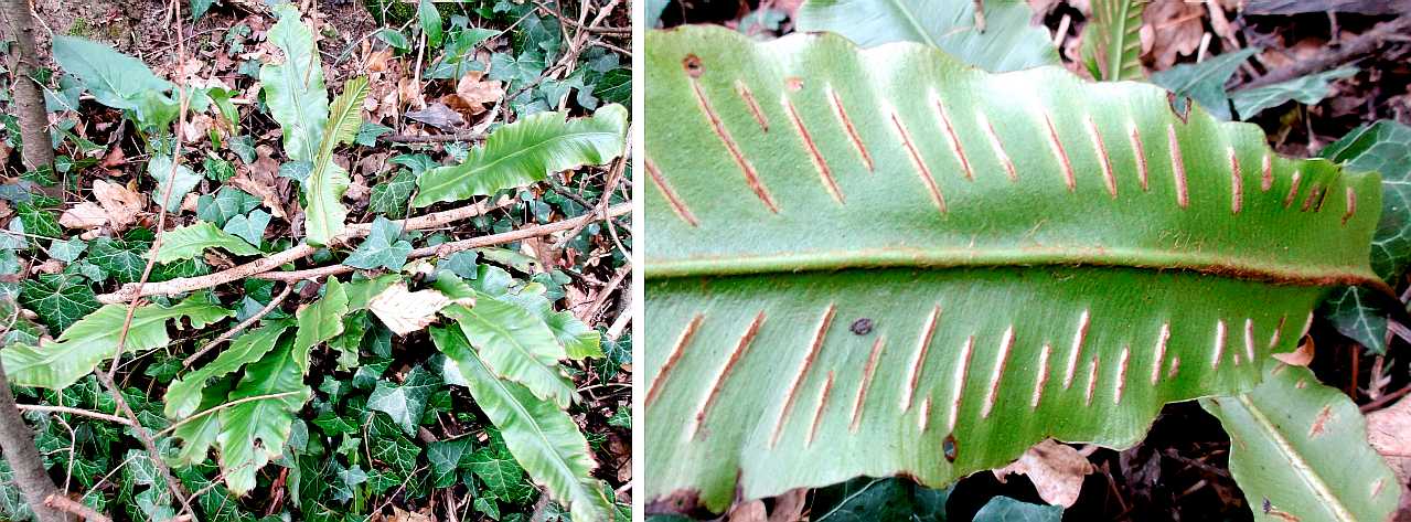 Hart's tongue fern.