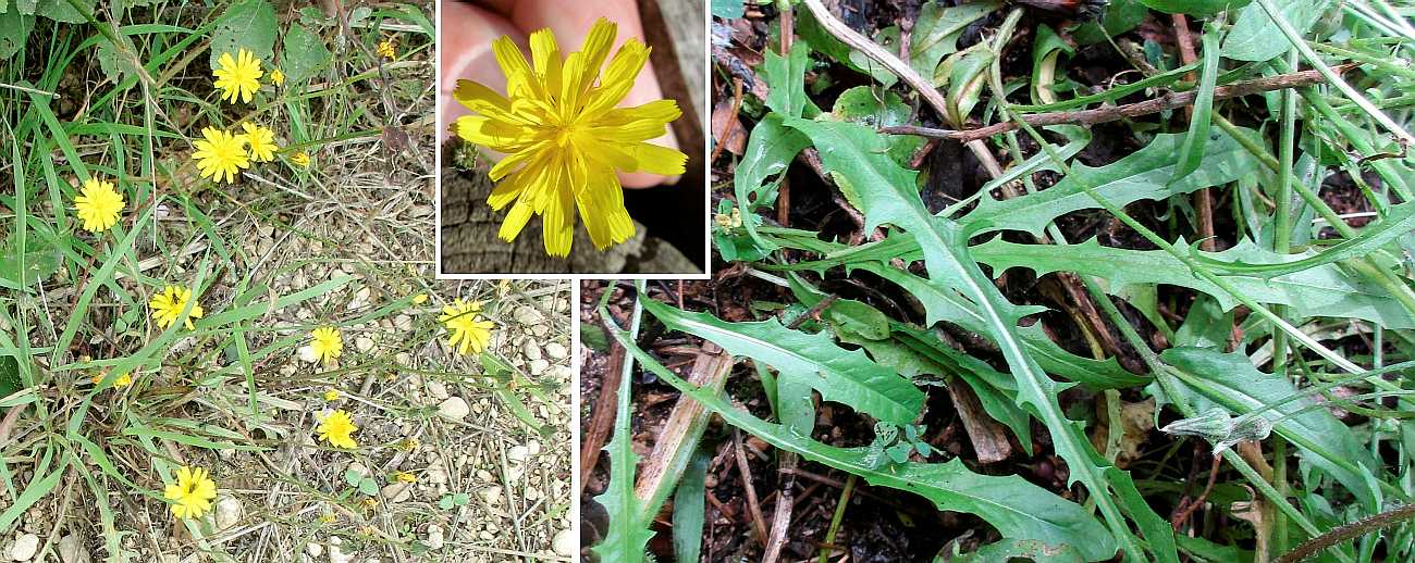 Lesser hawkbit.